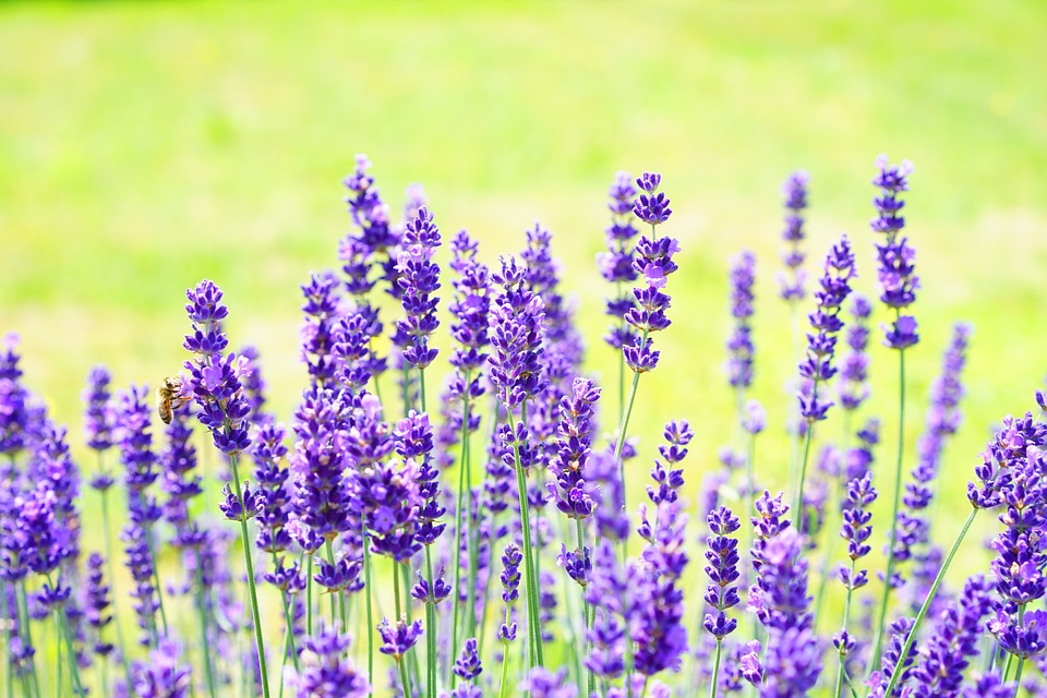 Lavender in Beauty Care. Top Uses, Effects, Benefits